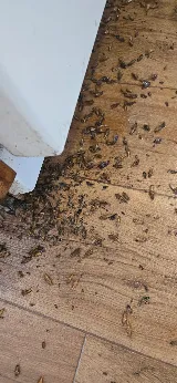 Local Pest Solutions Inc. photo 4
