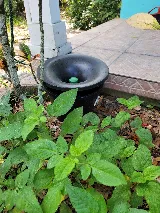 McCall Pest & Wildlife - Tampa photo 8