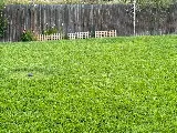 TruGreen Lawn Care photo 4