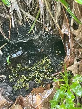 Proforce Pest Control - Virginia Beach photo 7