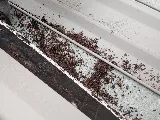 Guardian Pest Control photo 6