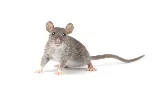 Home Free Wildlife and Pest Removal Inc.