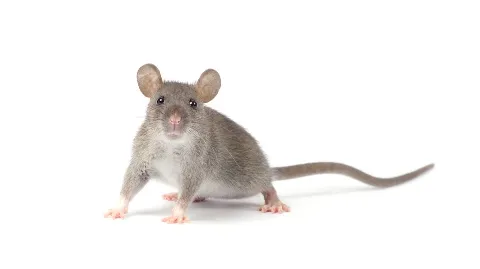 Home Free Wildlife and Pest Removal Inc. in Burlington