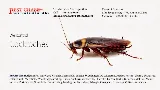 Pest Chase Termite and Pest Control Inc. photo 7