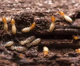 Black Diamond Pest Control photo 6