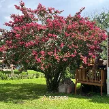 Antonio's Landscaping Llc photo 6