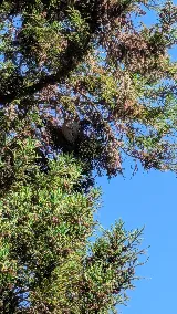 Orkin photo 8