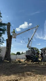 Sam's Tree & Landscape, LLC photo 3
