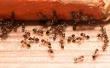 Pestigo Pest Control Brampton photo 4
