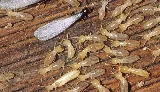 Active Pest Control Richmond photo 8