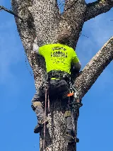 B&D Tree & Landscaping