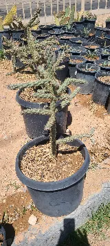 Decorative Landscape Materials Llc photo 8