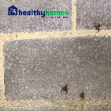 Healthy Homes Pest Control photo 4