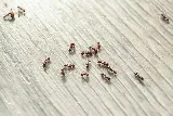 First Defense Exterminators photo 4