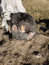Yellow City Pest Control photo 7