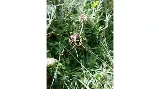 Nature Science Pest Control, Inc. photo 7