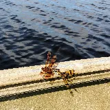 Eco-Safe Pest Control photo 8