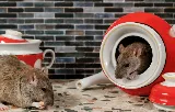 Fraser Valley Pest Control photo 2