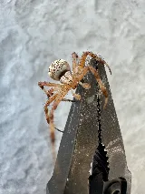 Savior Pest Solutions photo 6
