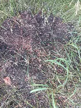 Halt Pest Control Ltd photo 9
