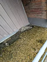 GreenPEST photo 2