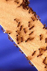 Eco-Safe Pest Control photo 5