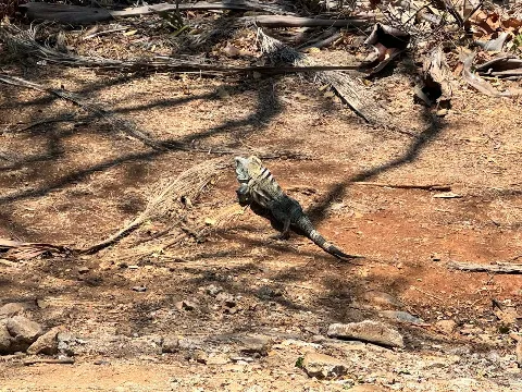 Nuclear Pest Control photo 1