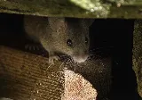 Midwest Pest Control photo 6