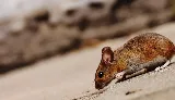 Sage Pest Control photo 7