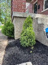 Lia's Landscaping photo 3