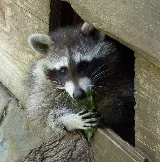 Quality Pest Control Gta Whitby photo 5