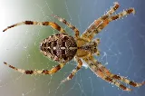 Pestine Pest Control Mississauga photo 6