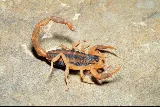 Pest and Pool Wranglers Inc photo 4