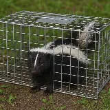 Natural Pest Control photo 4