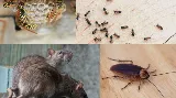 PestZap