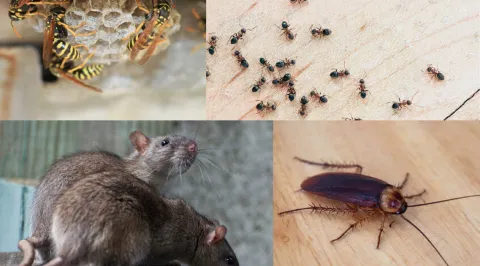 PestZap photo 1