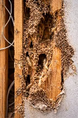 Yuma Pest & Termite Systems photo 4
