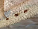 BugsBeGone Pest Services photo 5