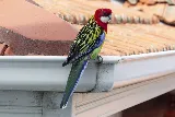 Keith Roofing photo 6