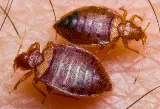 Bug Managers Pest Control photo 6