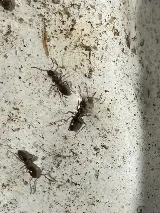 AMPM Exterminators photo 4