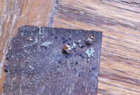 Organic Pest Control photo 1