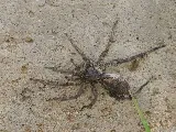 X Out Pest Services photo 6
