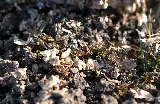 Pest Control PRO - Dublin photo 2