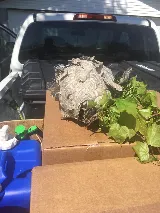 Fox Pest Control Lubbock photo 7