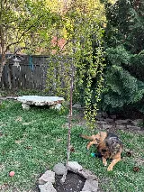 Roots Nursery & Landscape photo 8