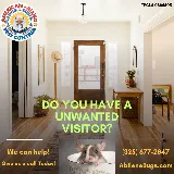 American-Allied Pest Control photo 3