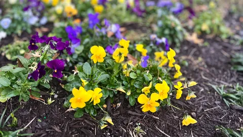 JD Landscape LLC in Collierville