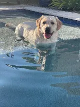 High Priority Pools LLC photo 2