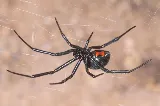 Pest Shield photo 6